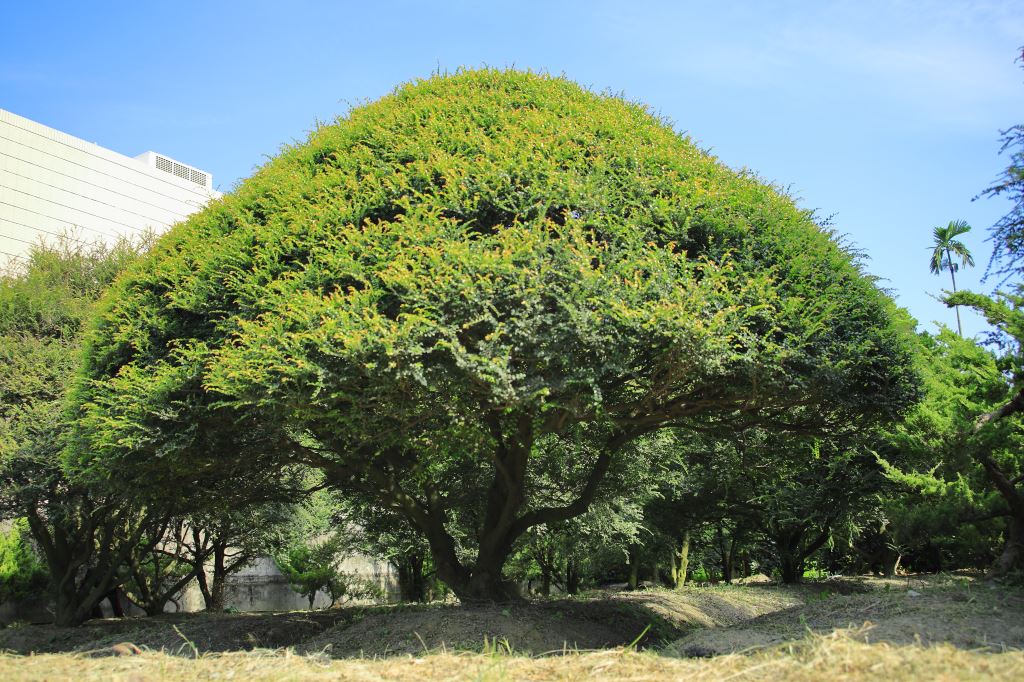 公園裡的一棵大紫檀樹木。