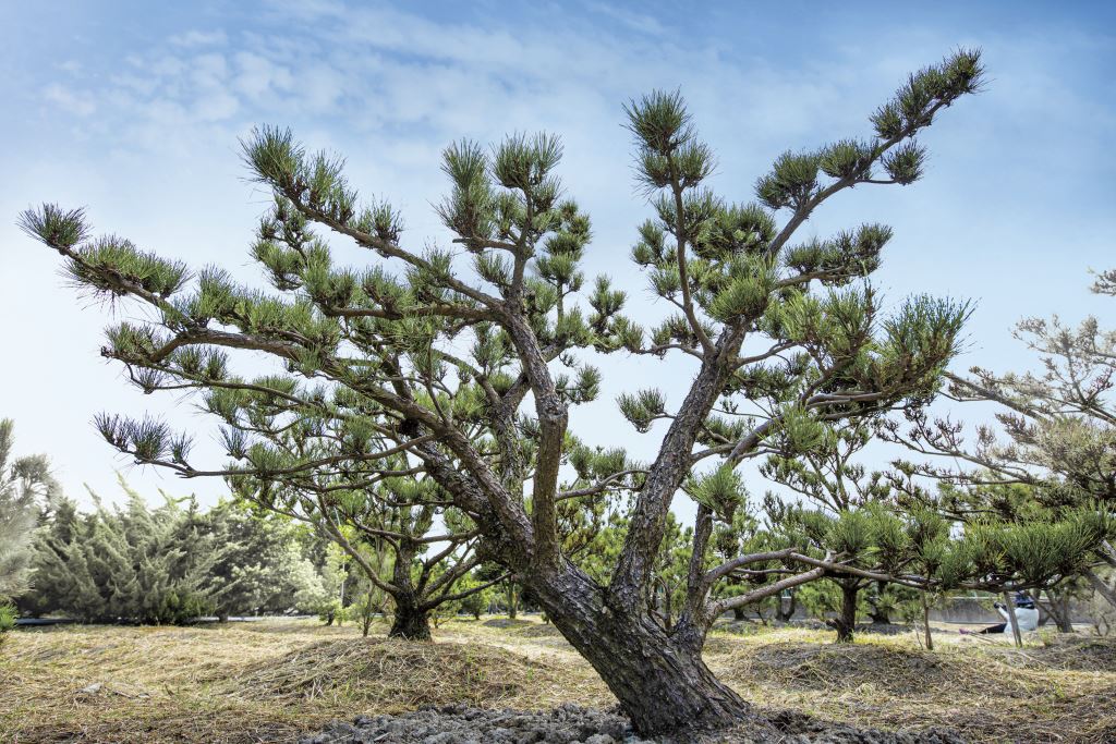 一棵綠葉稀疏的黑松樹木斜立在空曠的地方，天空清澈蔚藍，背景中還可見其他類似的樹木，樹周圍的地面乾燥，長著稀疏的草。