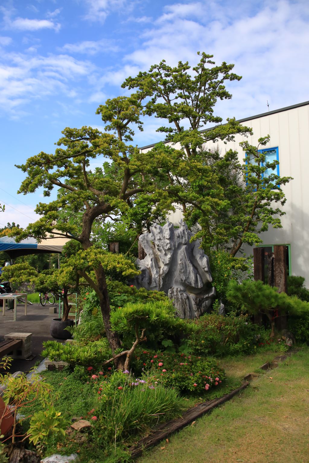 由羅漢松造成的花園景觀，樹木和灌木修剪整齊，中央有一塊巨大的岩層，花園後面矗立著一座白色牆壁和藍色窗戶的現代建築，上面可見晴朗的藍天和零散的雲彩。