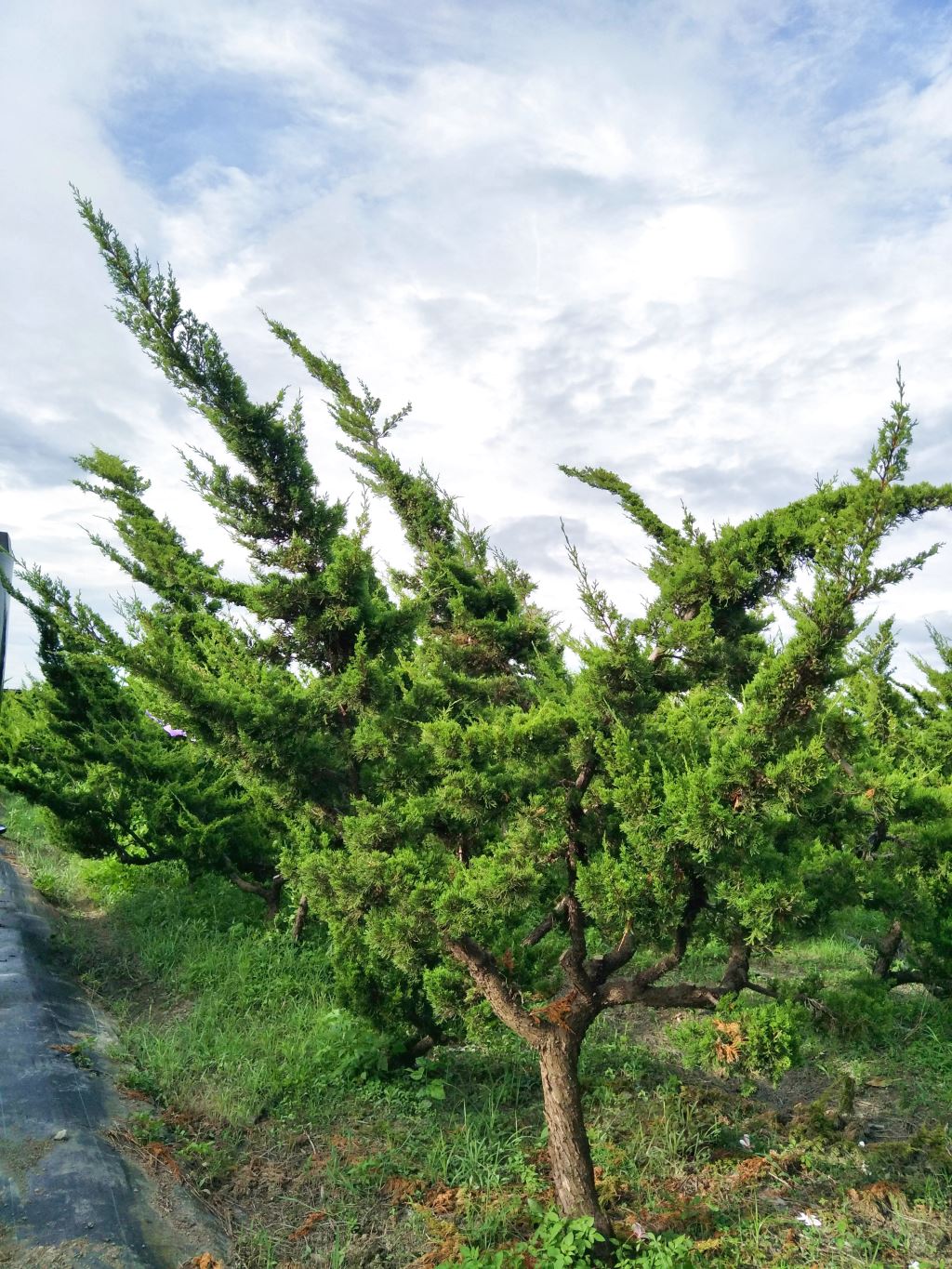 單獨一棵真柏樹在田野中。