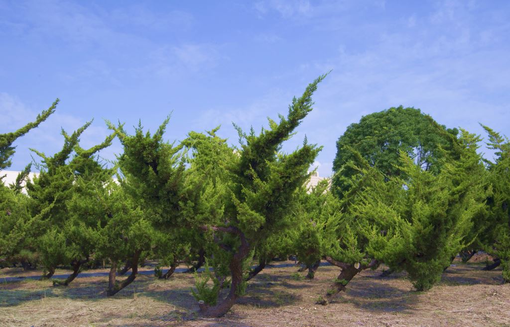一群真柏樹木在田野中。