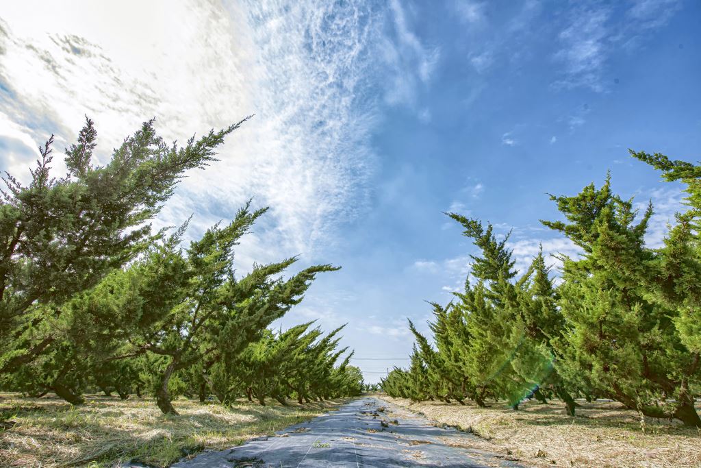 森林中的真柏樹在蔚藍天空下。