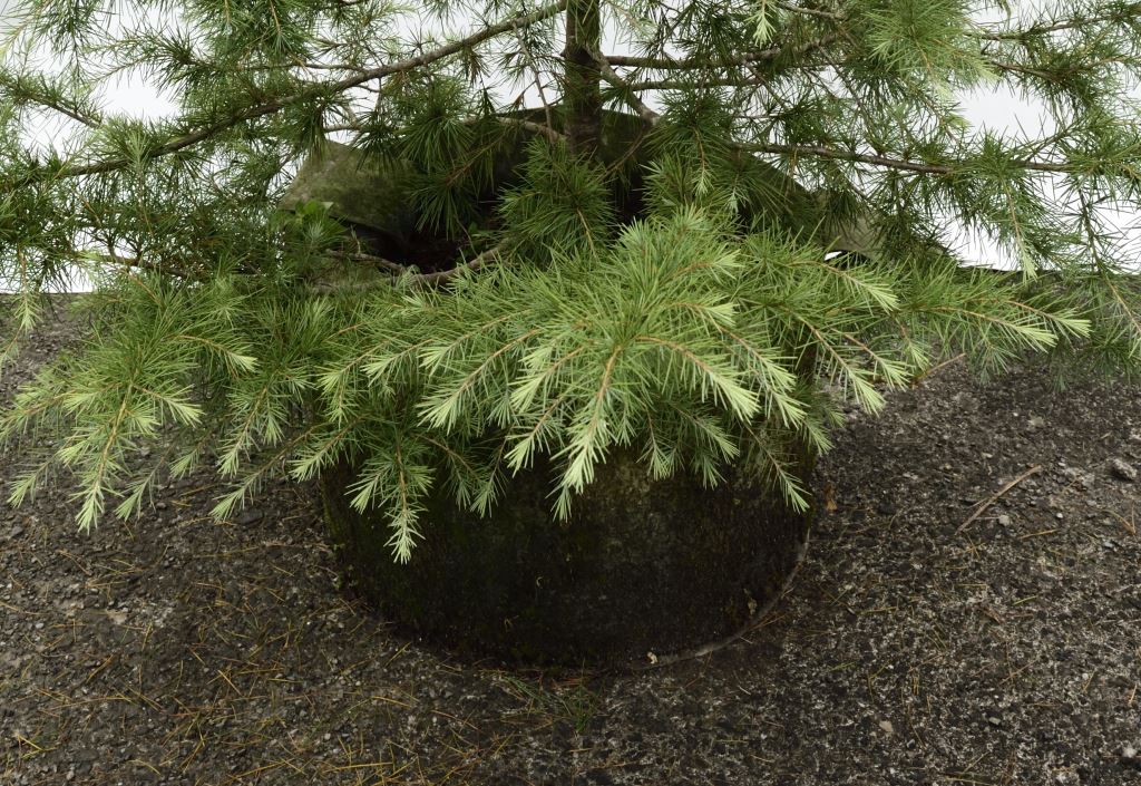 一棵帶有綠色針葉的雪松樹放置在混凝土表面上，壺呈圓形，外觀有風化痕跡，樹的樹枝向外伸展，佔據了框架的很大一部分。