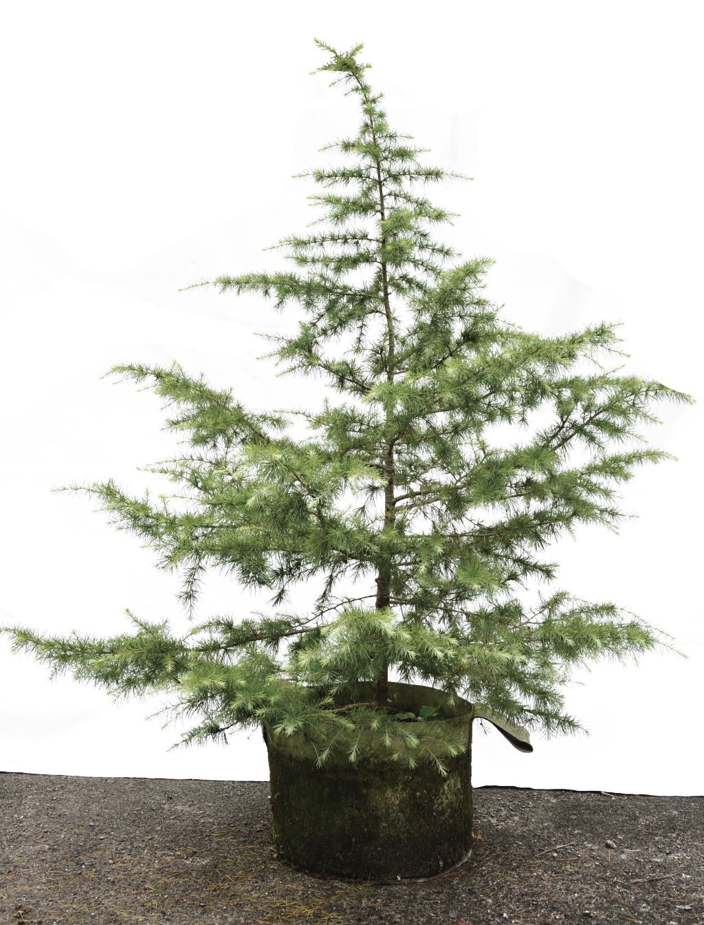 一棵年輕的雪松矗立在一個大圓盆裡，矗立在混凝土表面上，這棵樹有稀疏、綠色、針狀的葉子和筆直、細長的樹幹，背景是中性和樸素的，強調了樹。