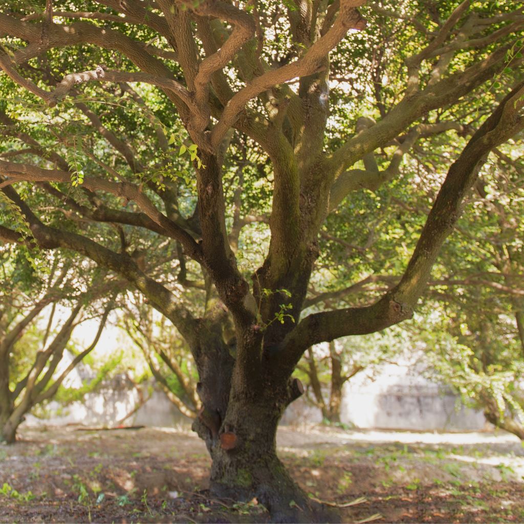 充滿大型紫檀木的樹園園區。