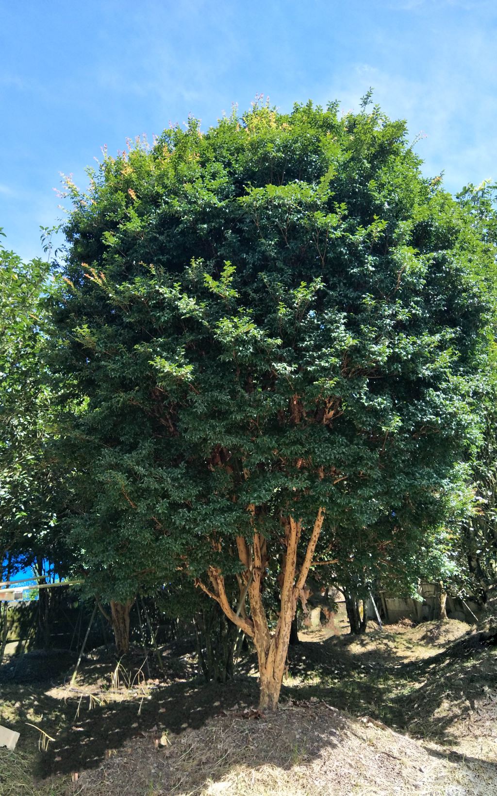一棵枝繁葉茂的樹葡萄，矗立在戶外區域，葉子茂密，這棵樹有多個樹幹在底部匯聚，還有一個圓形、茂密的樹冠，周圍還有其他樹木，背景可以看到清澈的藍天。