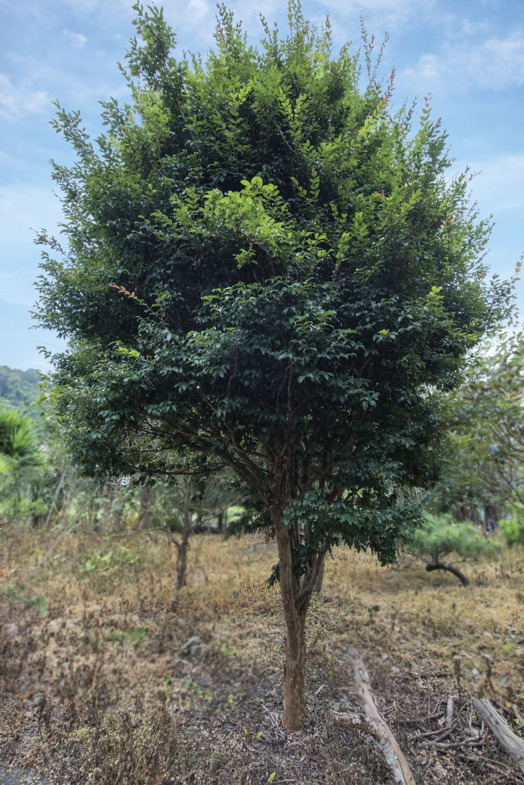 一棵樹葡萄矗立在草地上，周圍環繞著其他植被，天空晴朗而蔚藍，地面上覆蓋著一些小植物和一片片乾草，有些砍下的樹枝位於樹根附近。