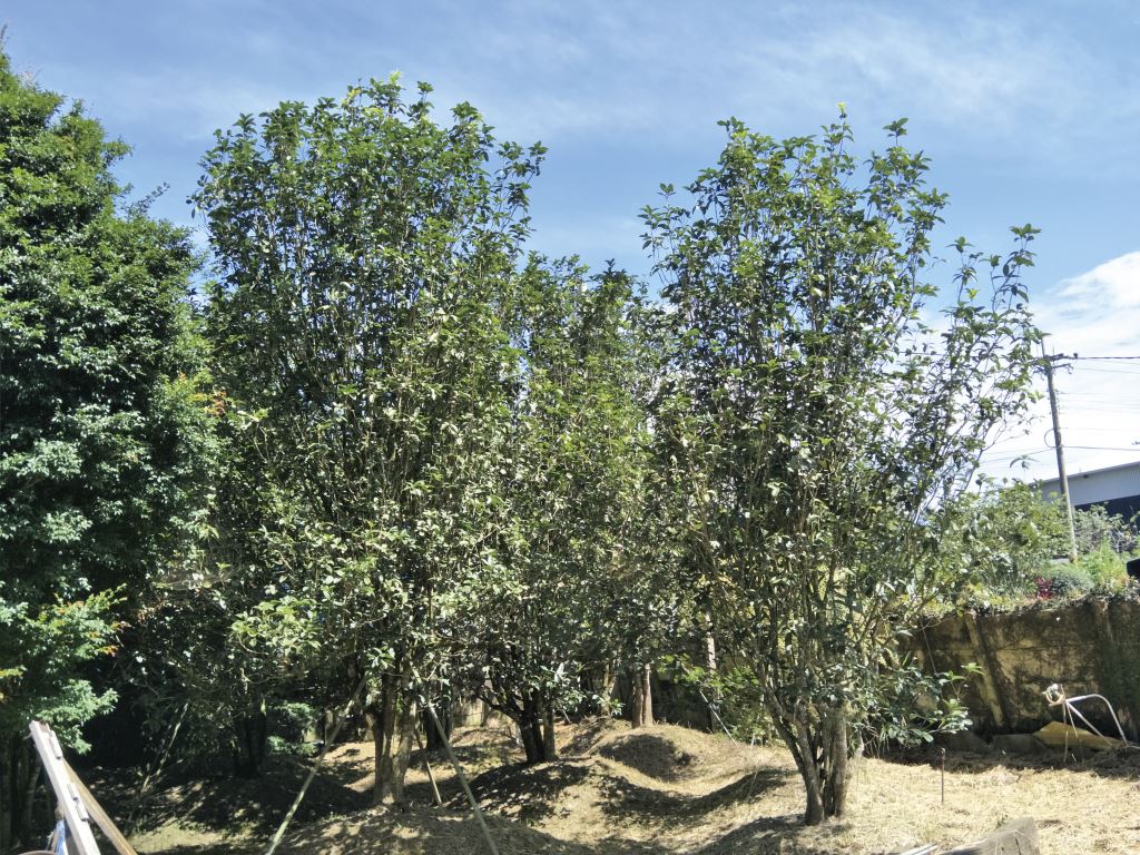 戶外矗立著一群高大、枝繁葉茂的桂花樹木，頭頂是蔚藍的天空，前景中可以看到一些低矮的植被，左側有一部分柵欄，該區域被陽光照亮，在地面上投射陰影。