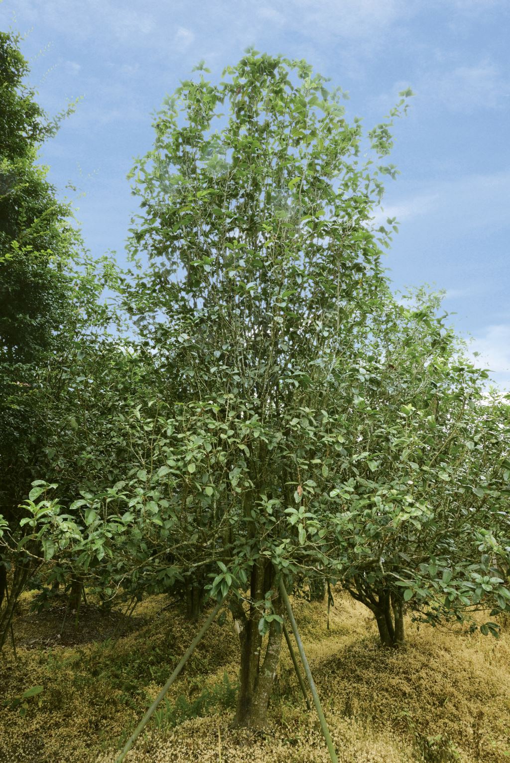 一棵高大的桂花樹，葉子綠油油的，矗立在藍天白雲下，這棵樹周圍環繞著其他樹木和草地，它的底部由木樁支撐。
