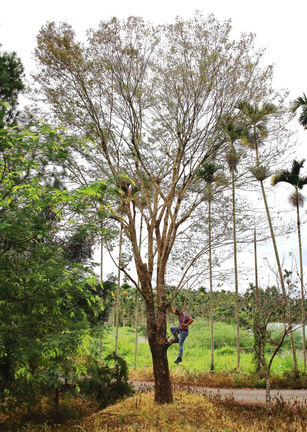 在鄉村環境中，一個人正在使用繩索爬上一棵台灣櫸木，這棵樹的葉子稀疏，矗立在有其他高大樹木和綠色植物的區域，天空陰沉。