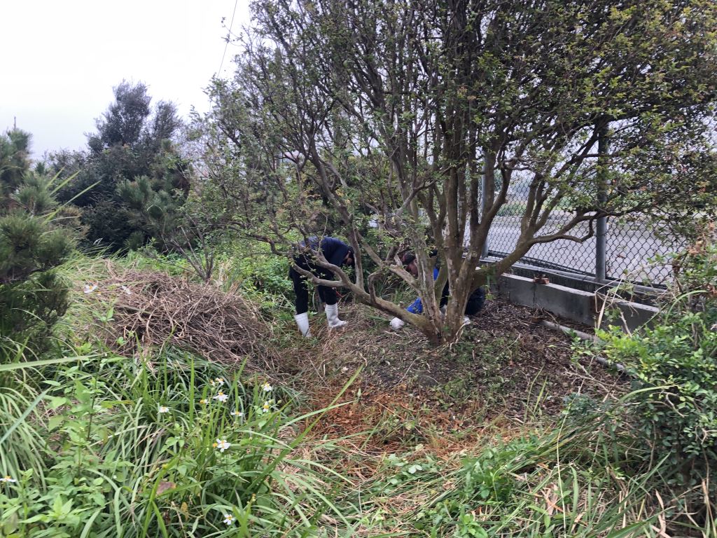 一群人在雜草叢收的地上的一棵樹上工作。