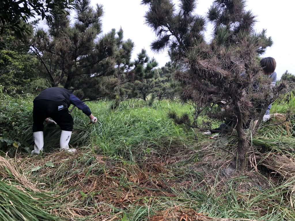 一群人在草地中除草。