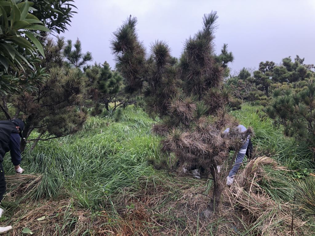 一群人正在為一塊草地除草。