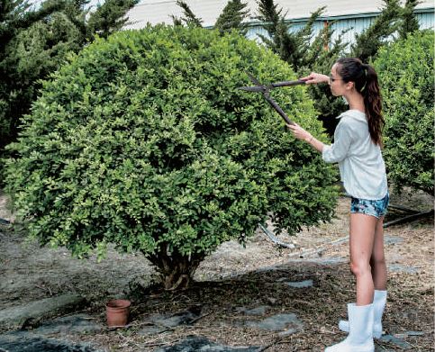 一位女士在進行樹木買賣