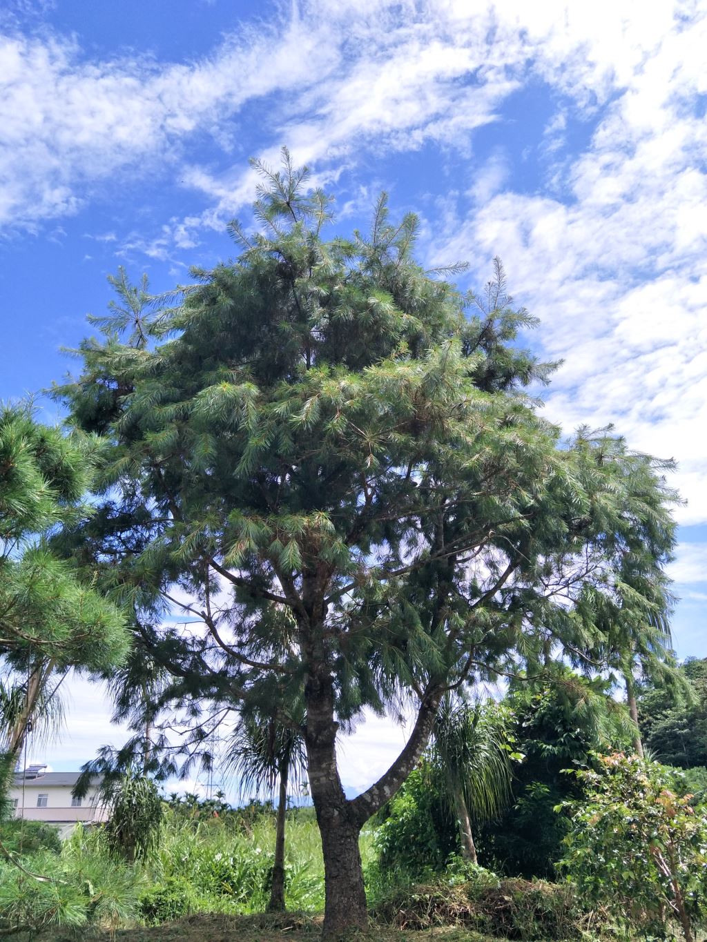 一棵高大五葉松矗立在蔚藍的天空下，白雲散落著，這棵樹周圍環繞著綠色植物，包括其他樹木和植物，背景中可以看到建築物的一部分。