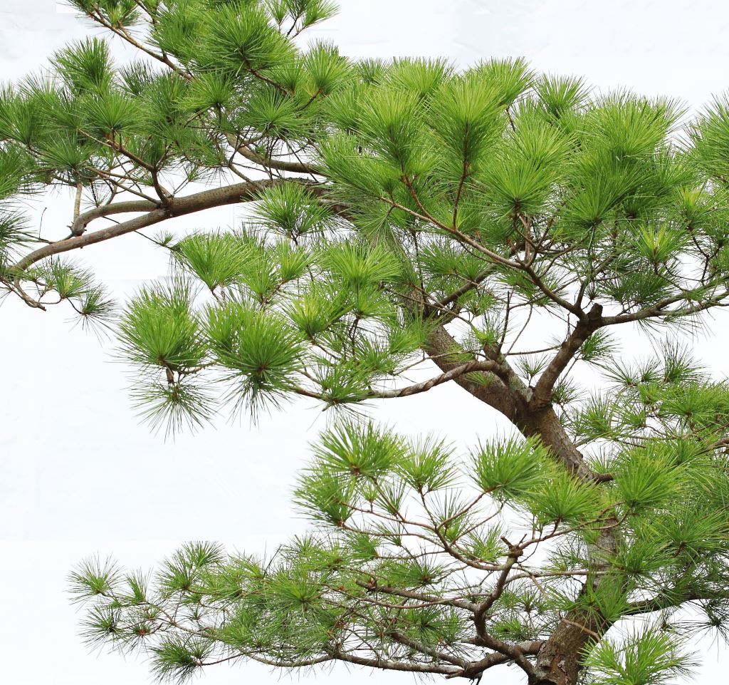 在明亮、陰暗的天空下，可以看到一根長著針的五葉松的特寫，樹皮的紋理和松針的排列等樹的細節清晰可見。